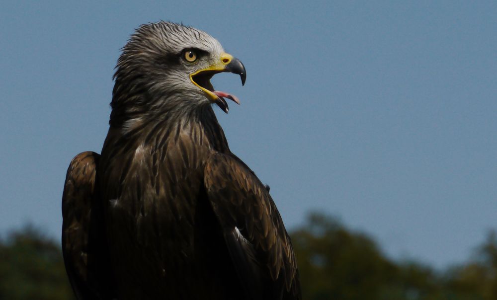 Steinadler bei Flugshow