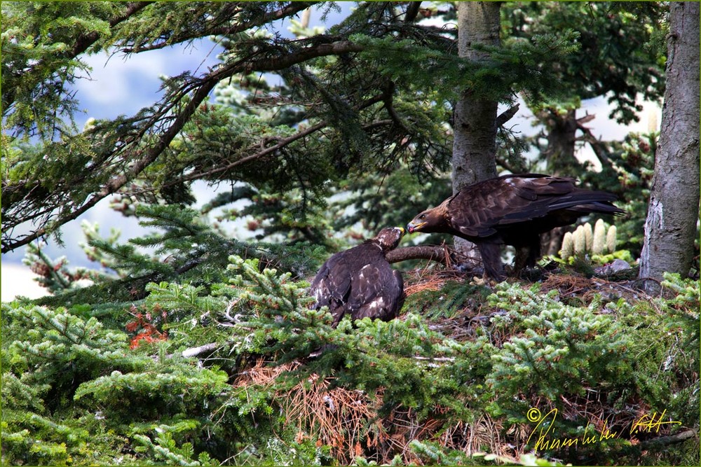 Steinadler beim Füttern