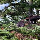 Steinadler beim Füttern