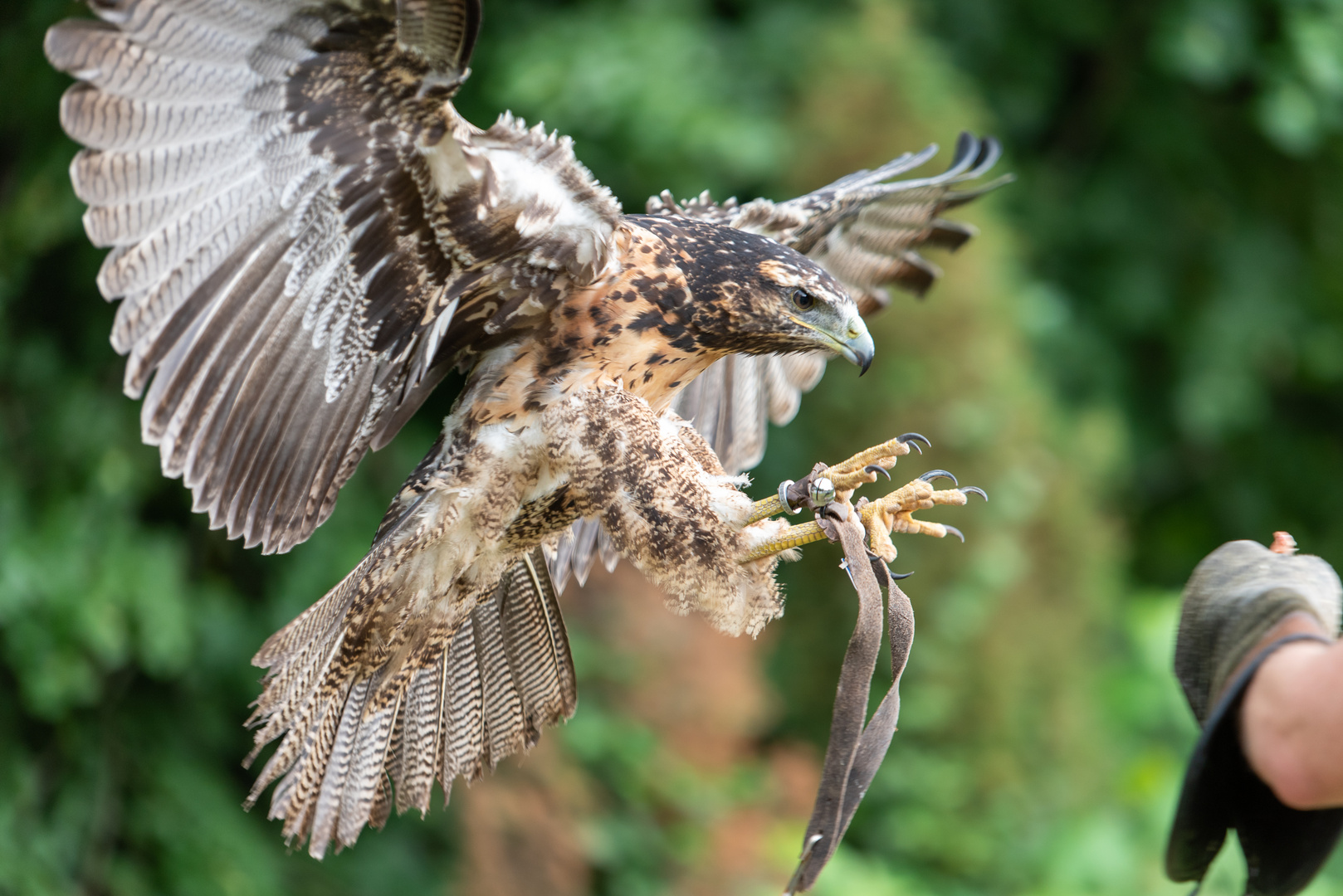 Steinadler beim Landen