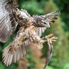 Steinadler beim Landen