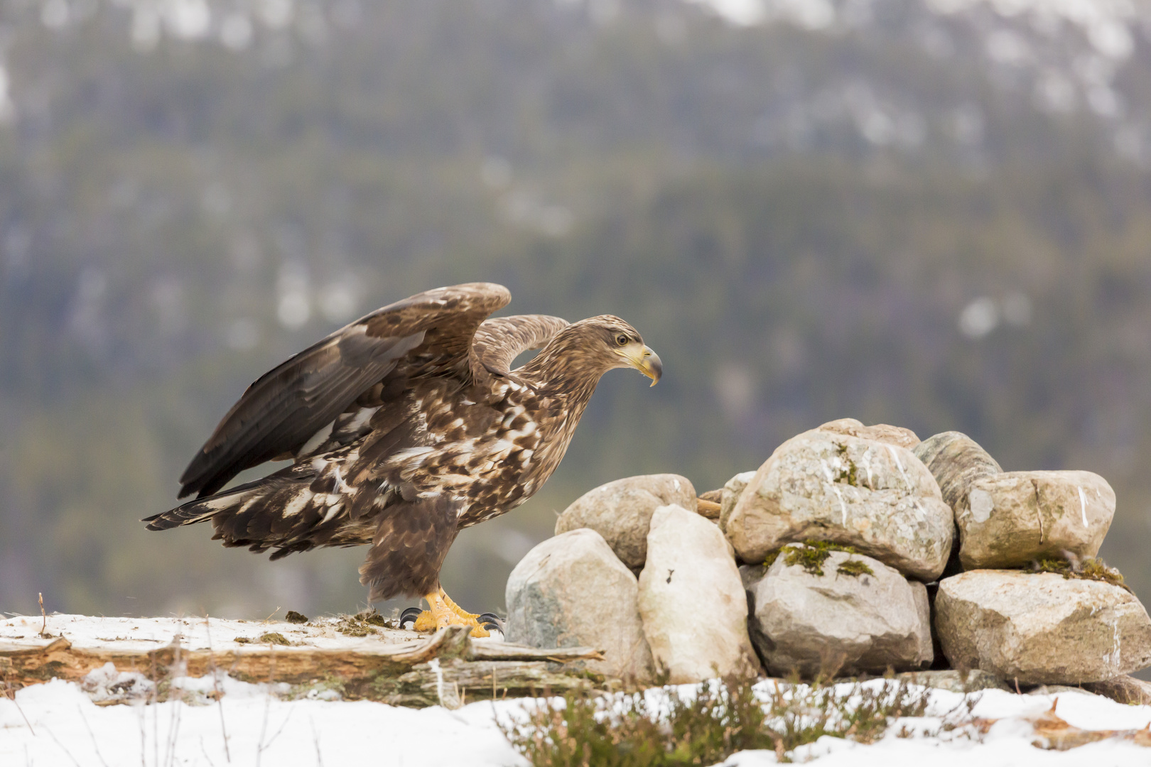 Steinadler bereit zum Abflug