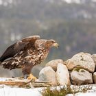 Steinadler bereit zum Abflug