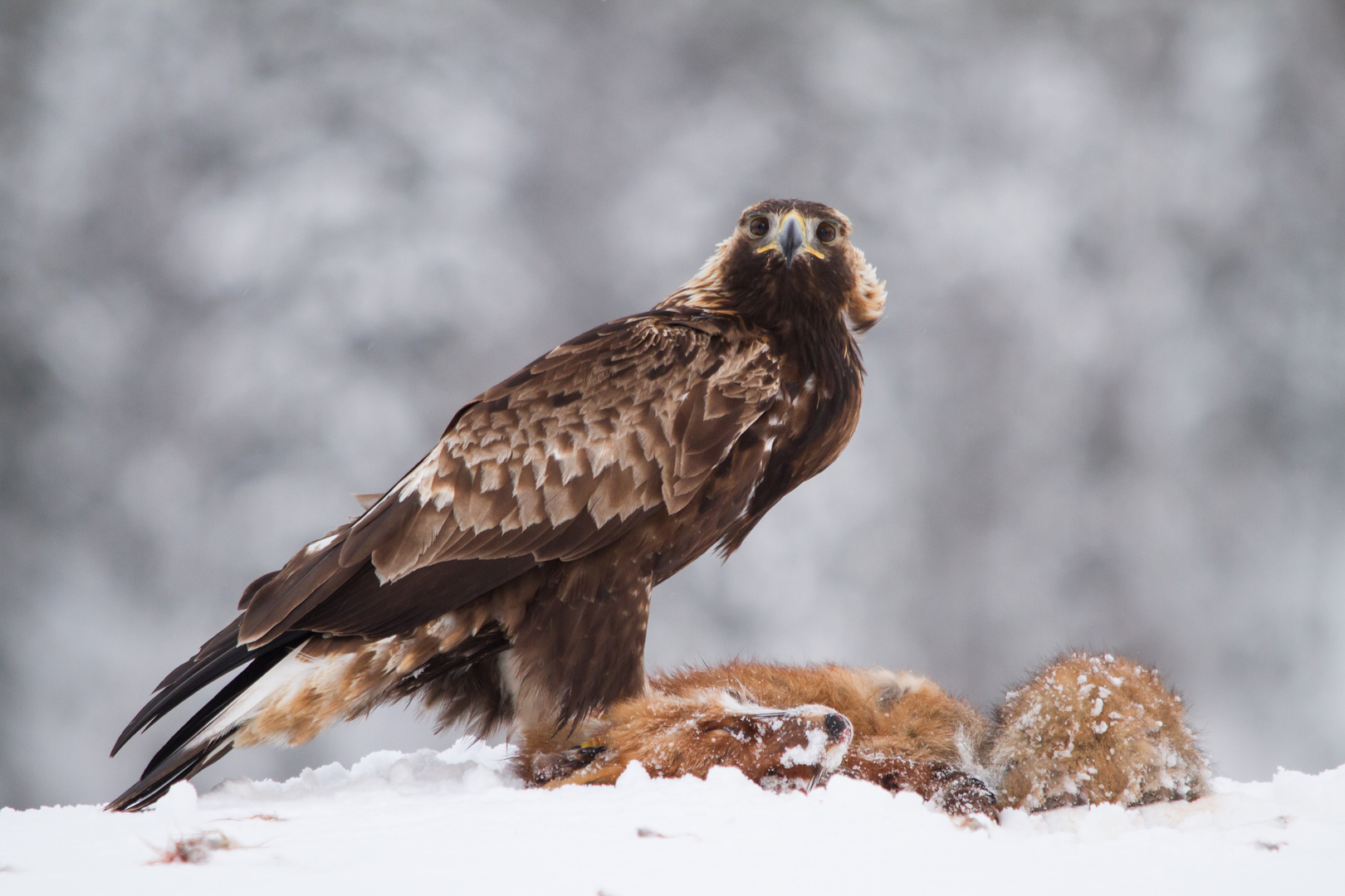 Steinadler Beute 2 Foto Bild Tiere Wildlife Wild Lebende Vogel Bilder Auf Fotocommunity