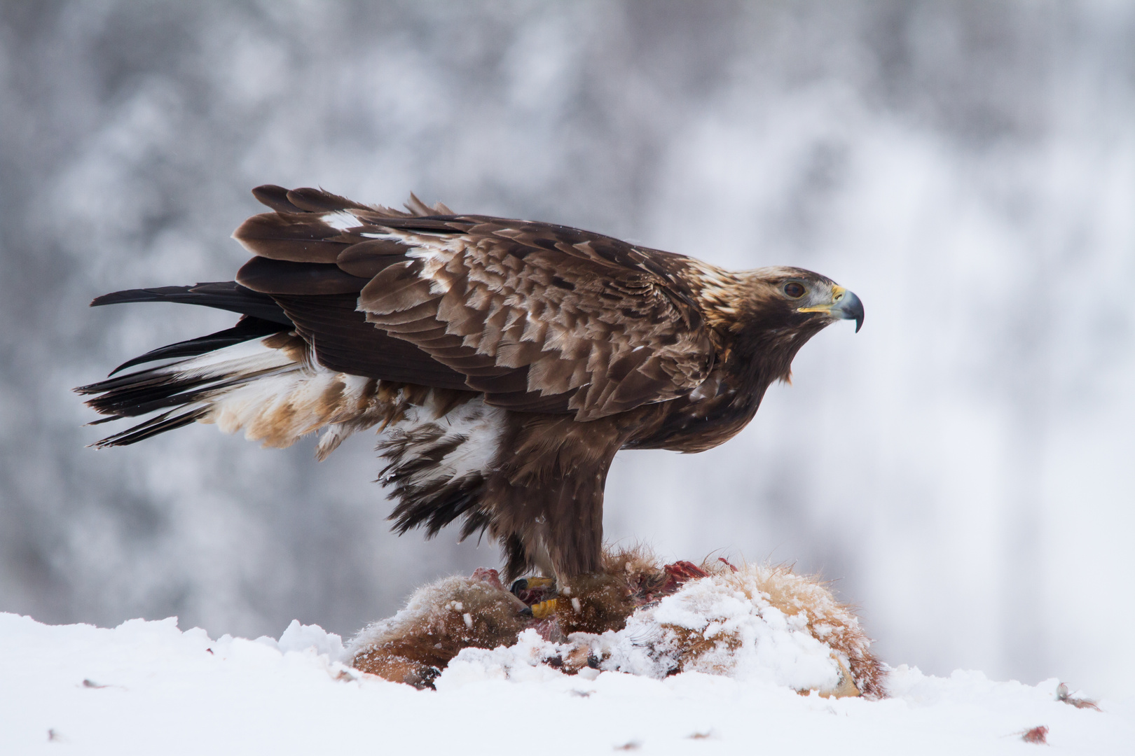 Steinadler: Beute