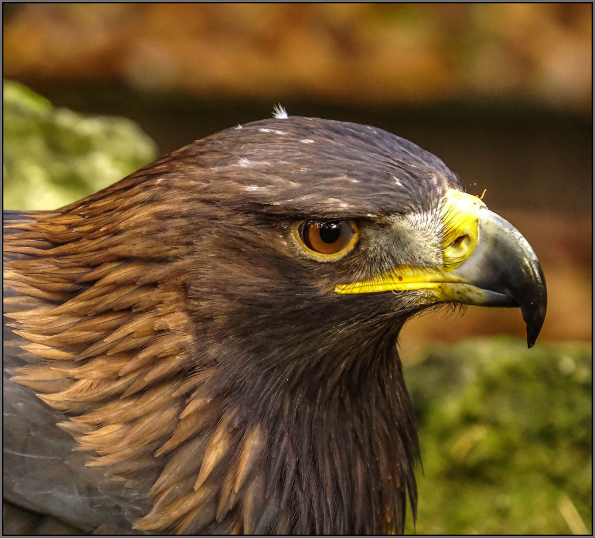 Steinadler