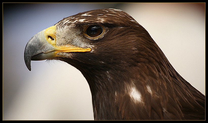 Steinadler