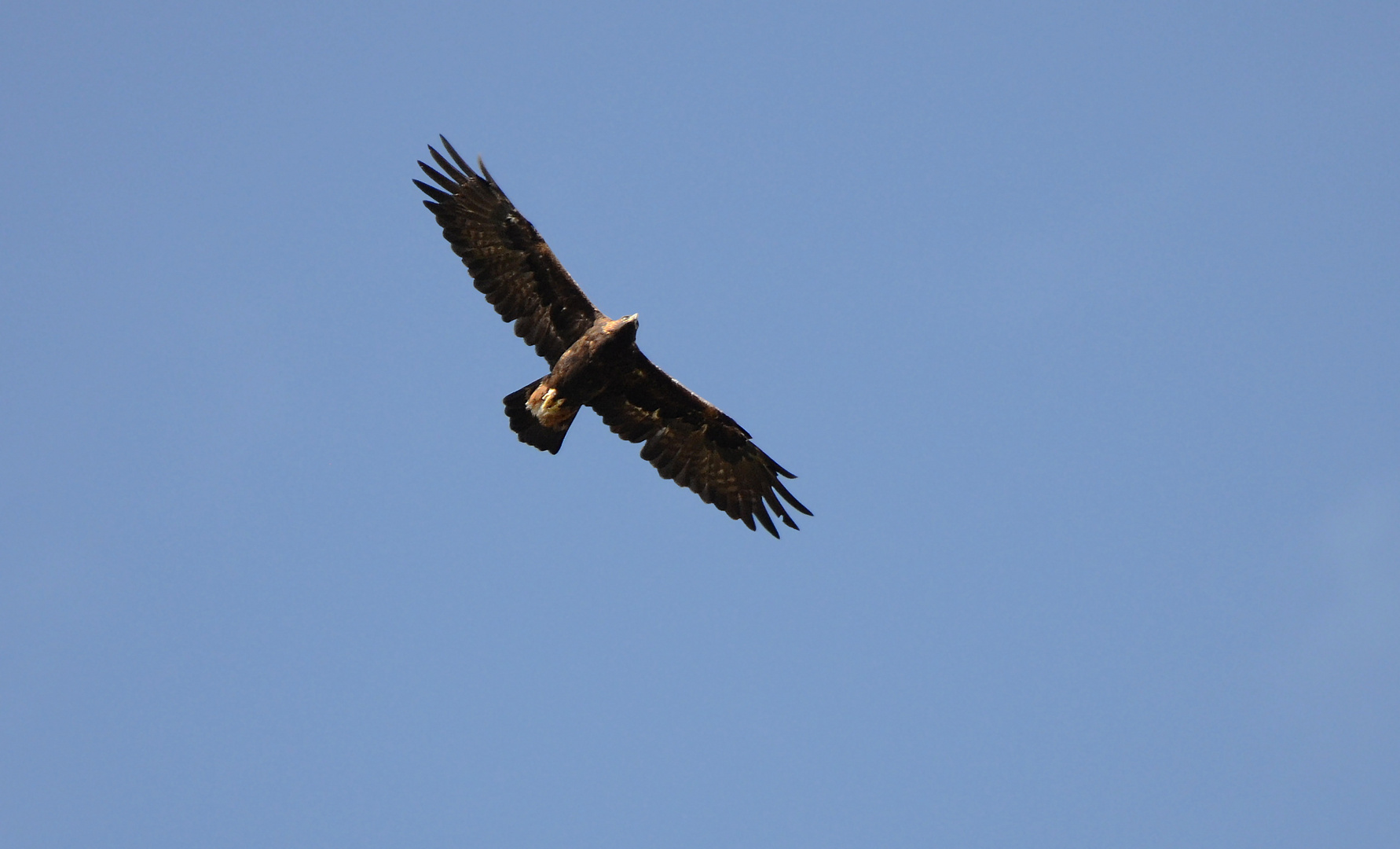 Steinadler