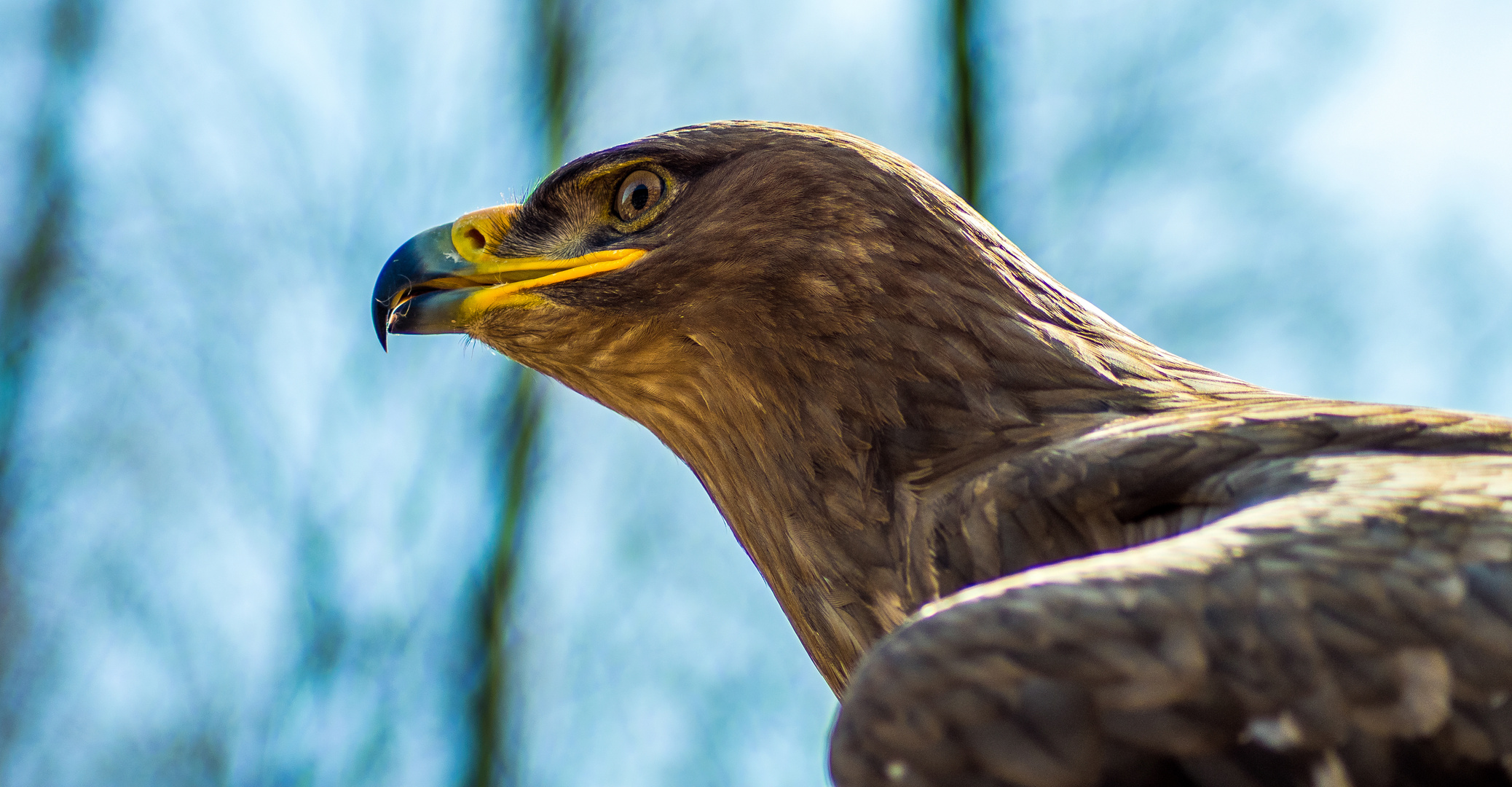 Steinadler