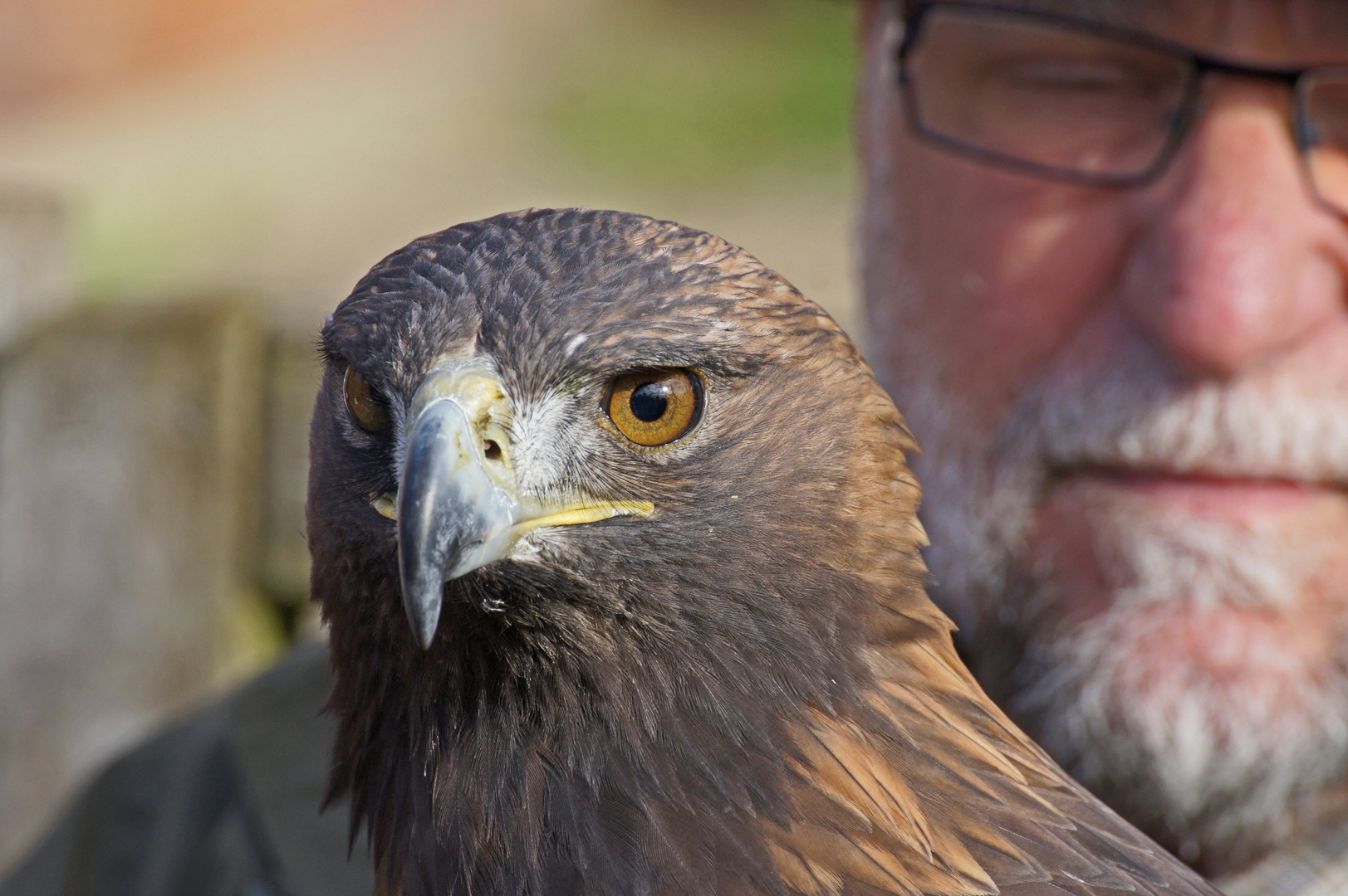 Steinadler