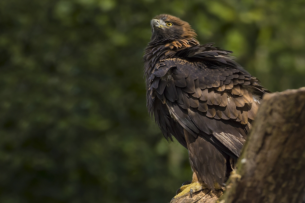 Steinadler