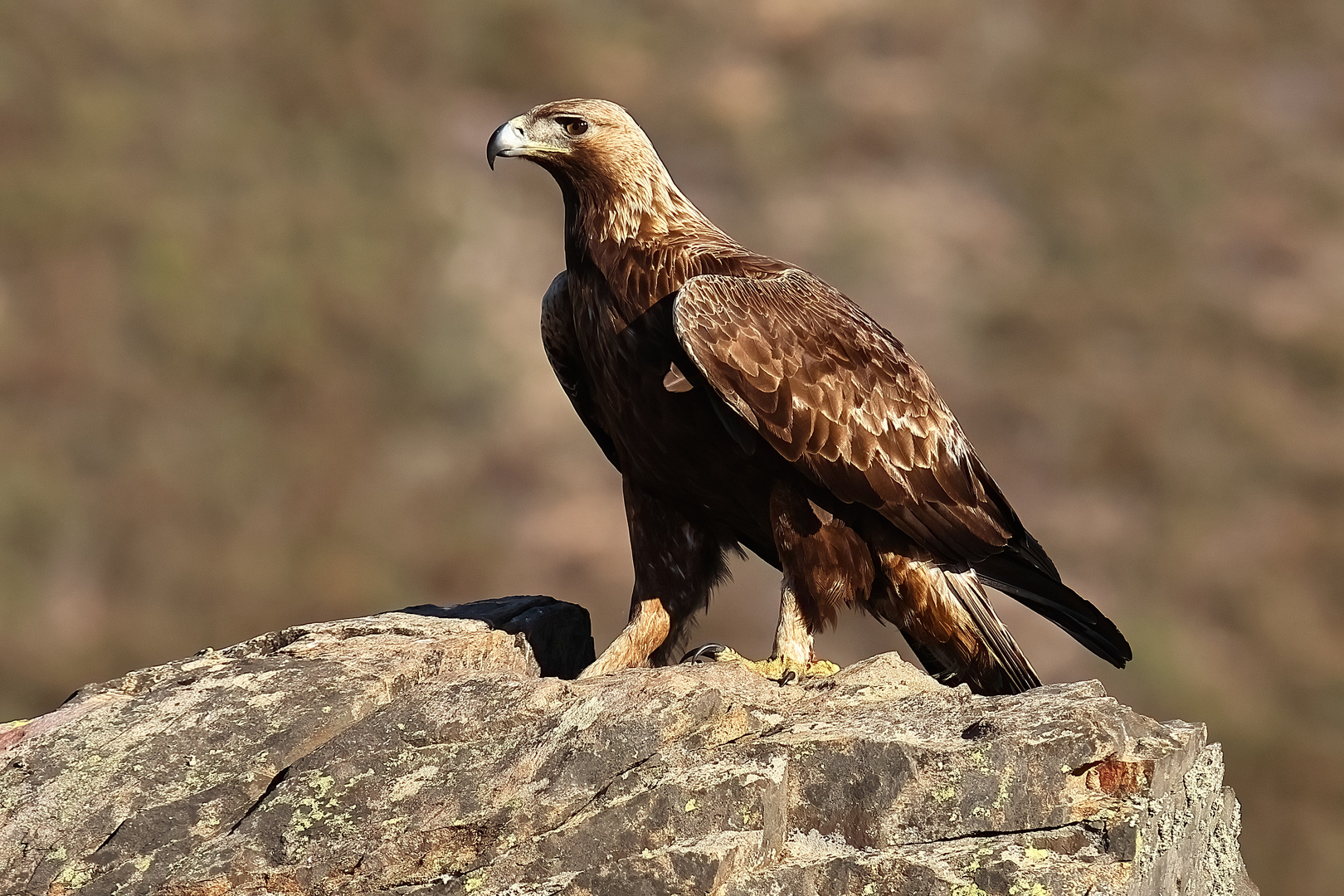 Steinadler