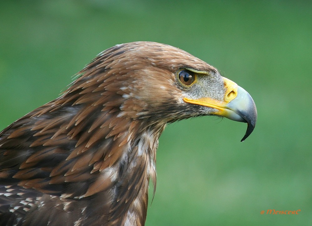 Steinadler