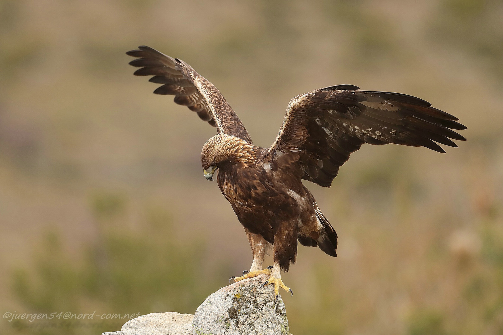 Steinadler