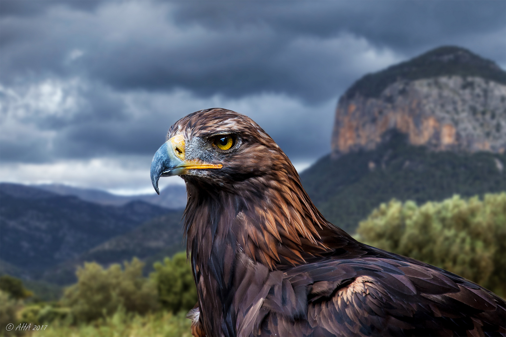 Steinadler