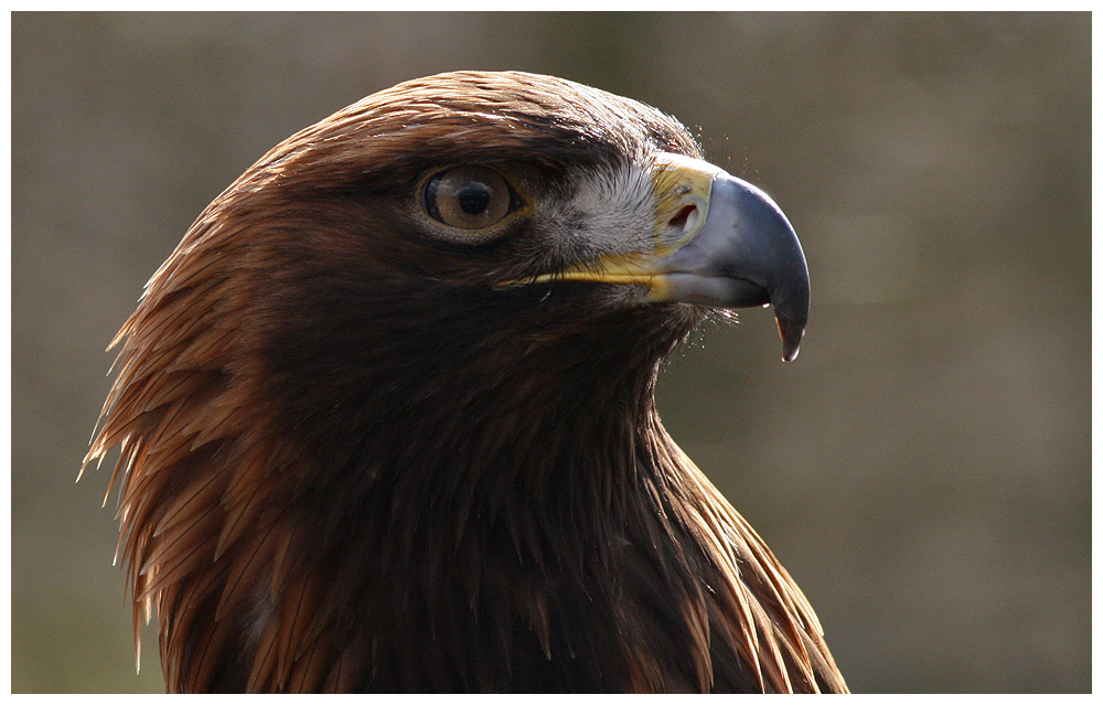 Steinadler