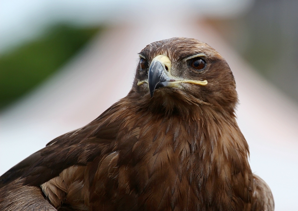 Steinadler