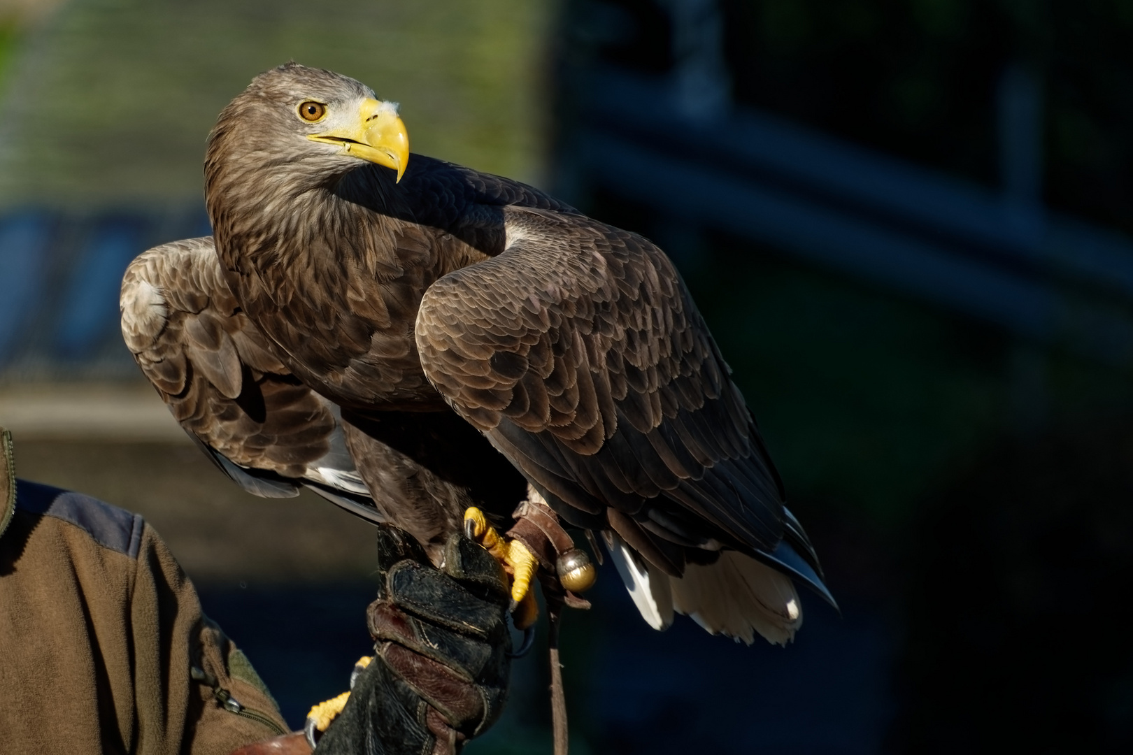 Steinadler