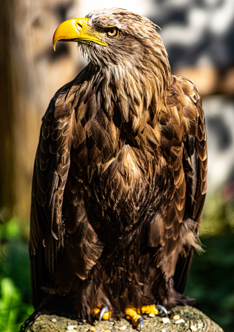 Steinadler