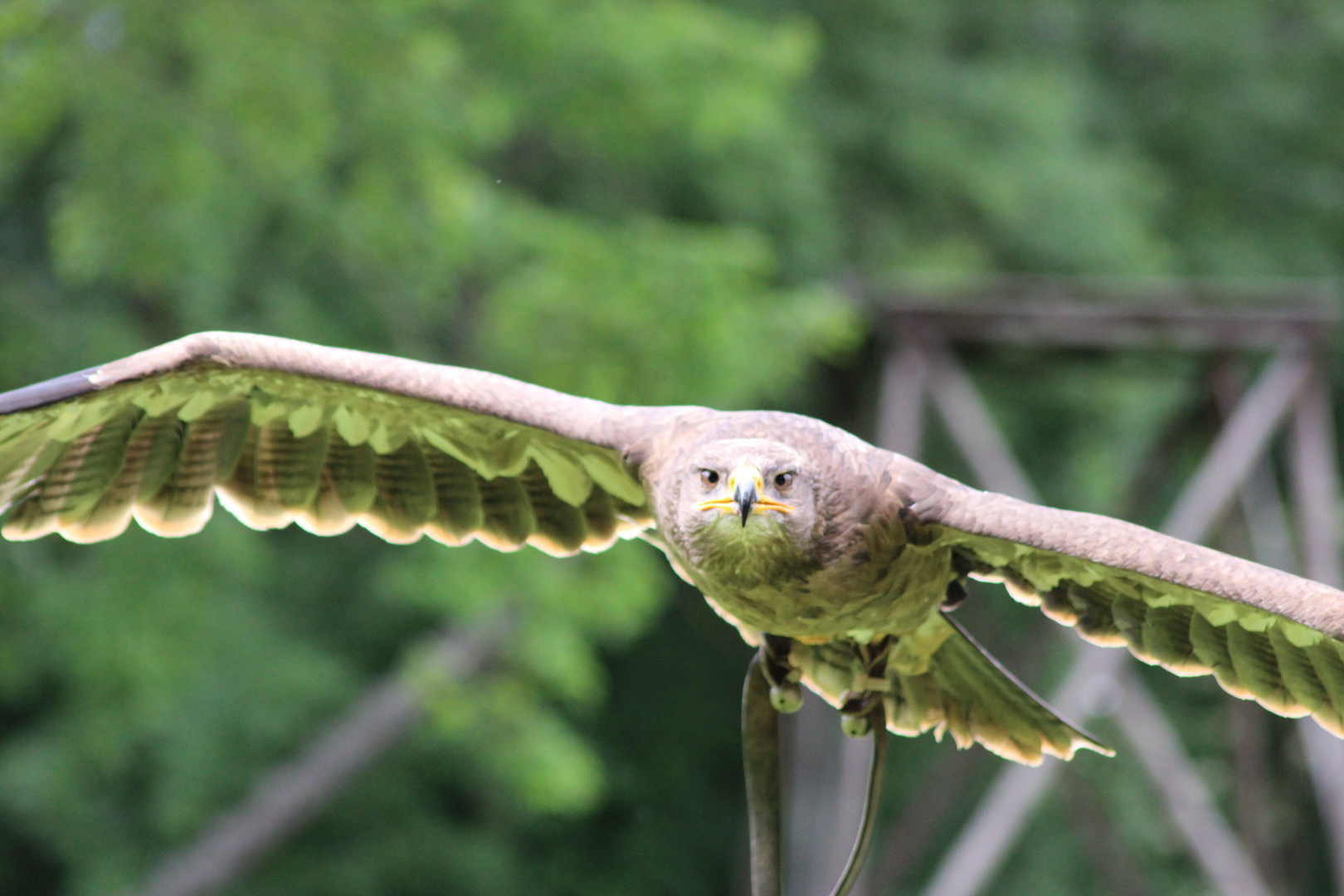 Steinadler