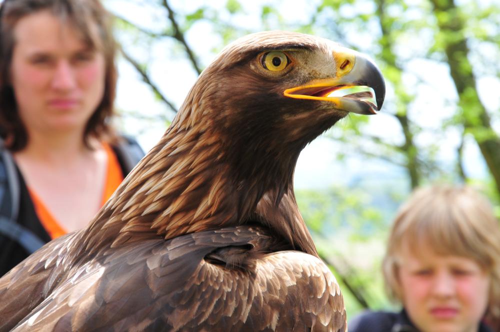 Steinadler