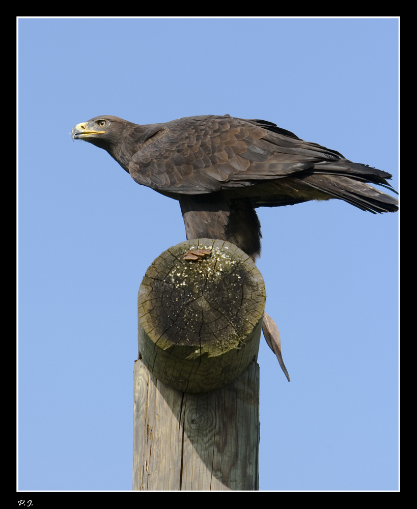 Steinadler