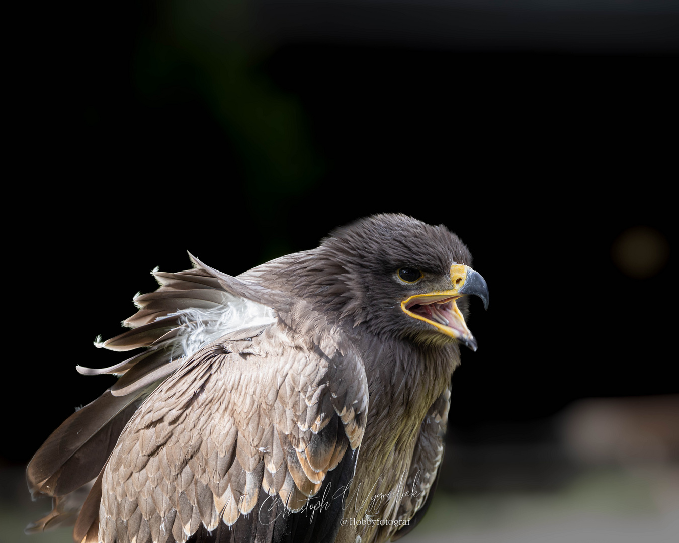 Steinadler