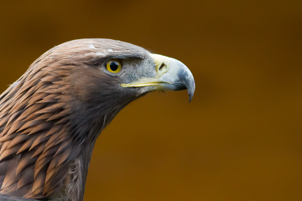 Steinadler