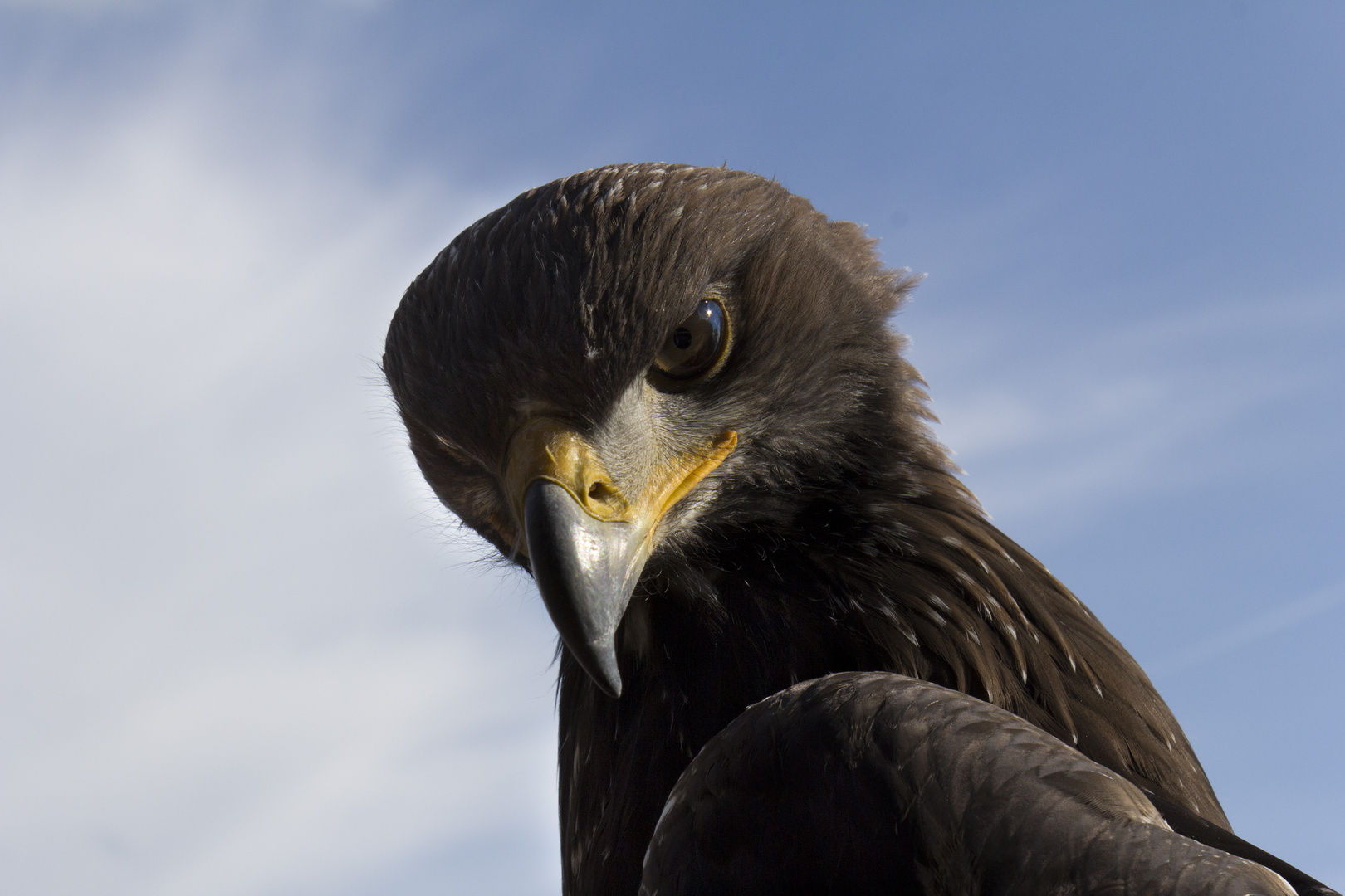 Steinadler