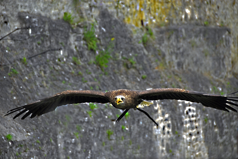 Steinadler der Burg Guttenberg in Aktion