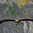 Steinadler der Burg Guttenberg in Aktion