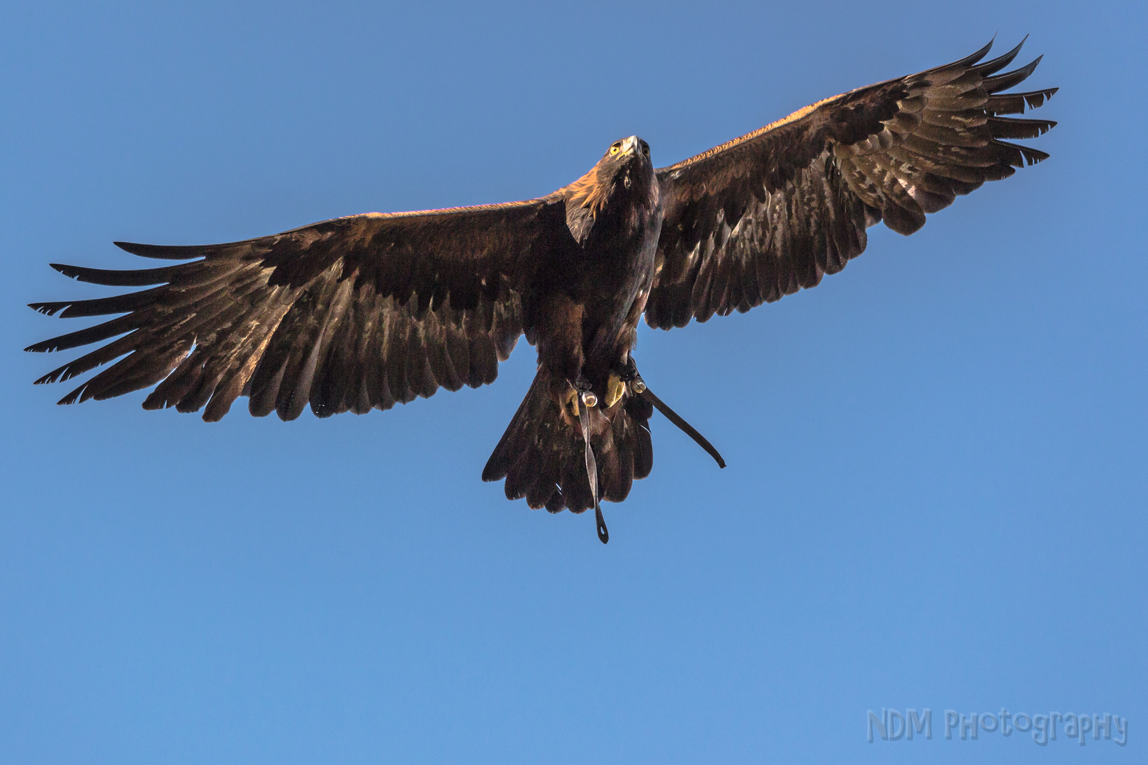 Steinadler