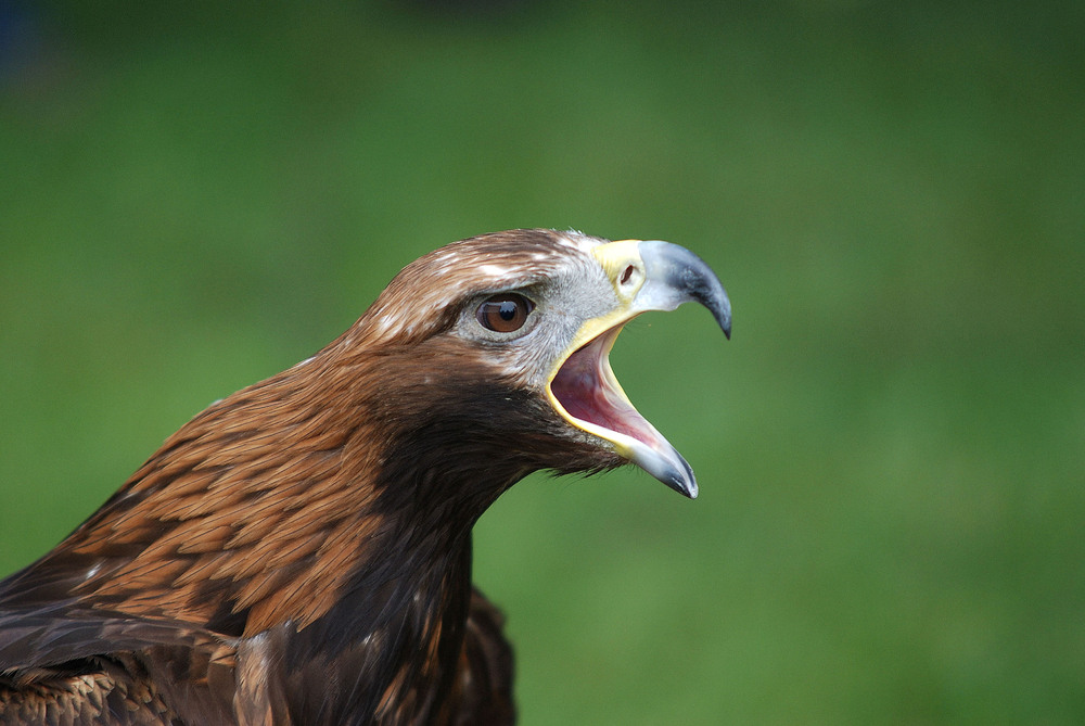 Steinadler die Zweite