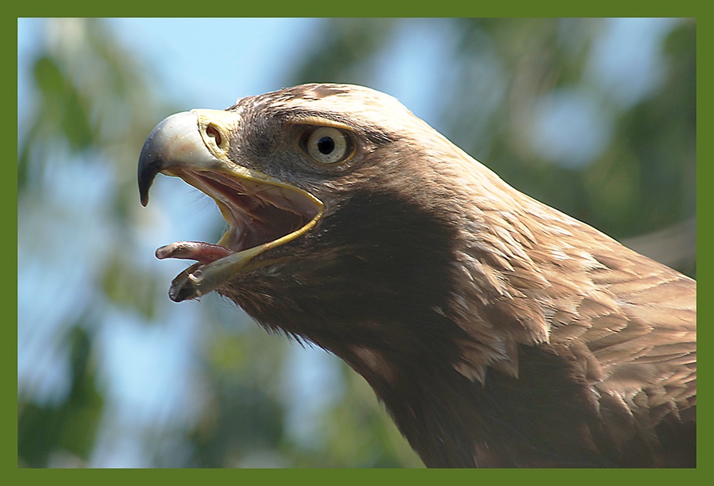 Steinadler