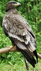 Steinadler