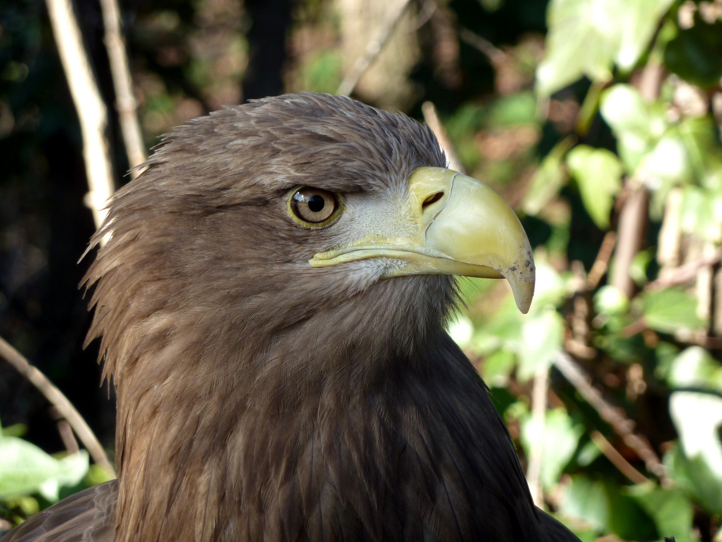 Steinadler