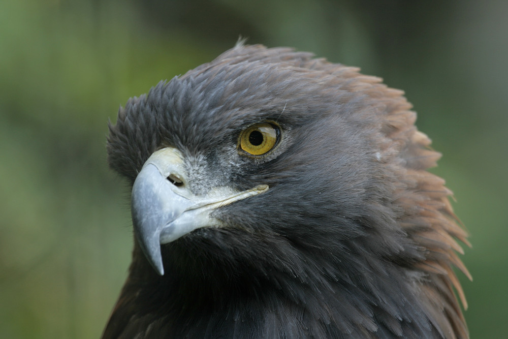 Steinadler