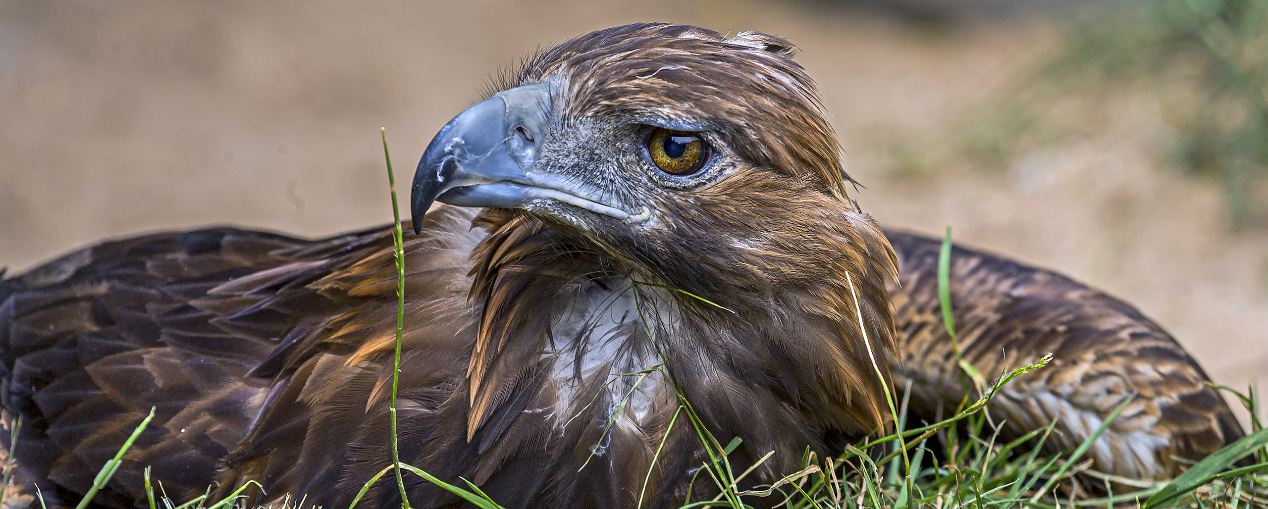 STEINADLER