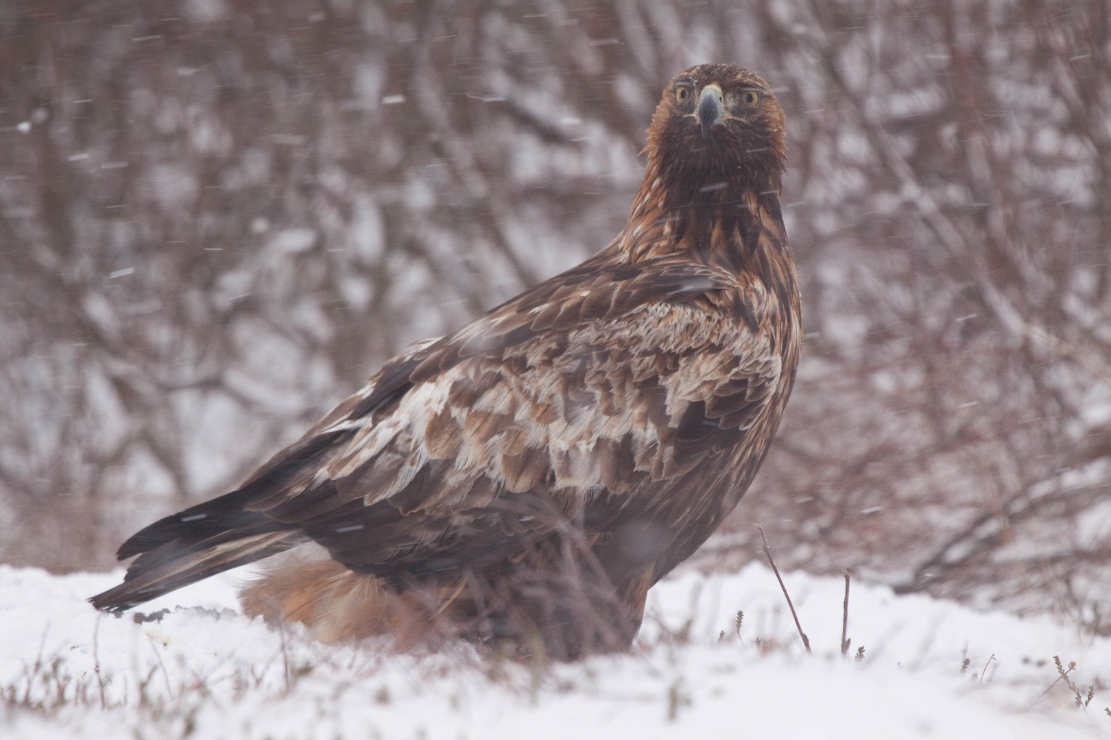 Steinadler. Ein frisches Lüftchen.