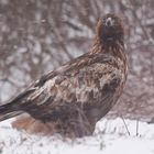 Steinadler. Ein frisches Lüftchen.