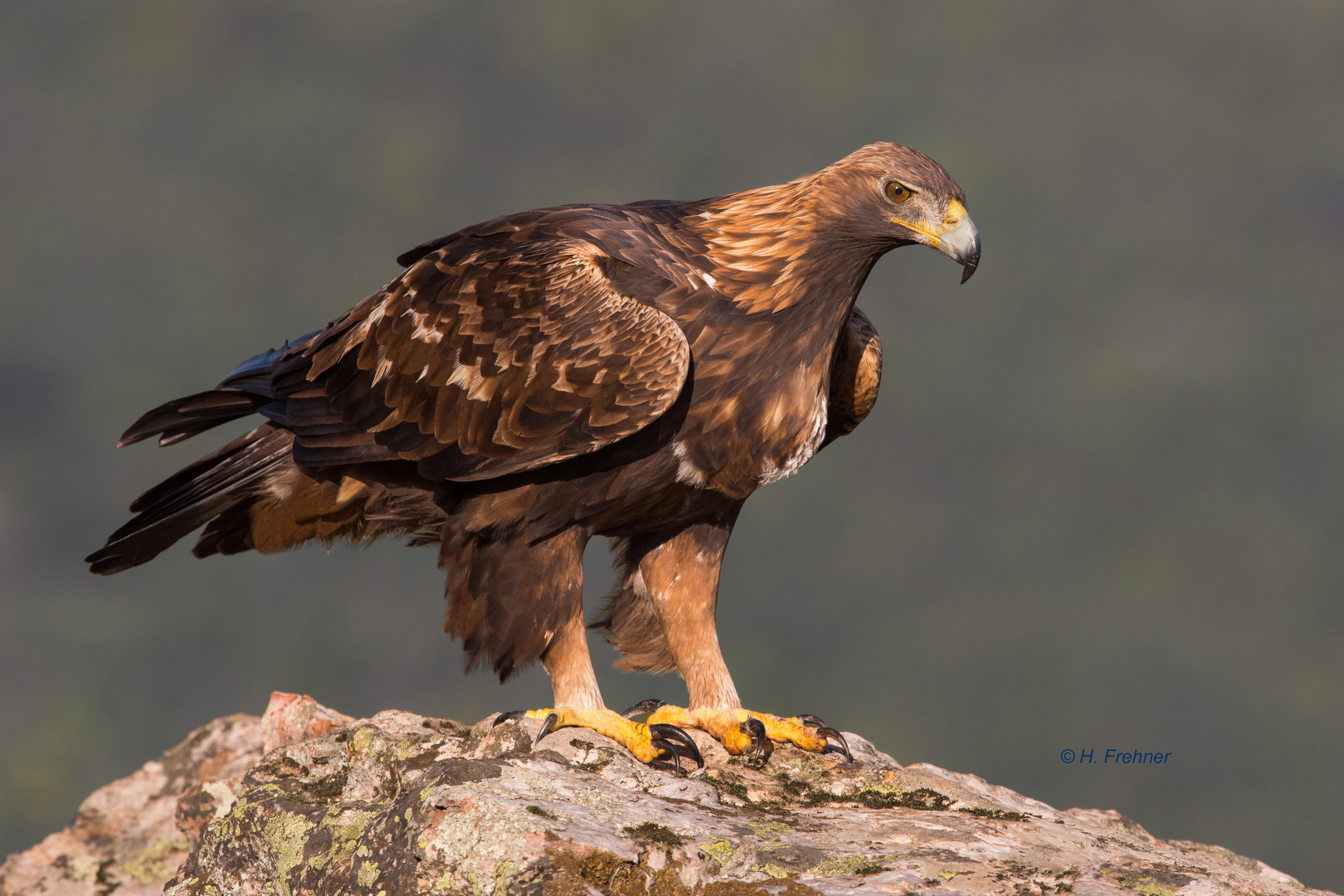 Steinadler f.