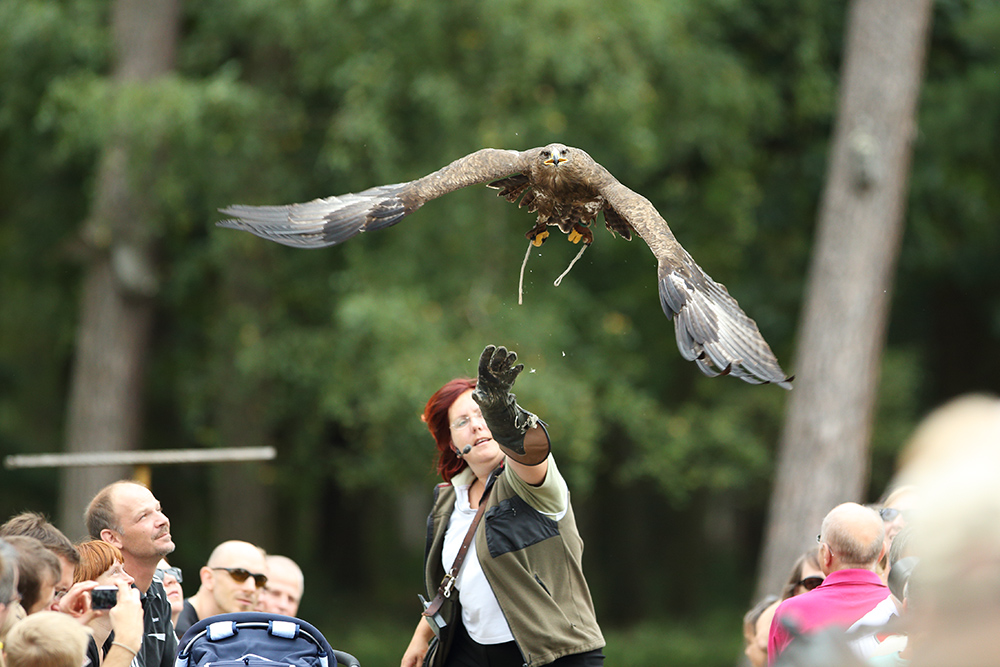 Steinadler