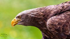 *** Steinadler ***