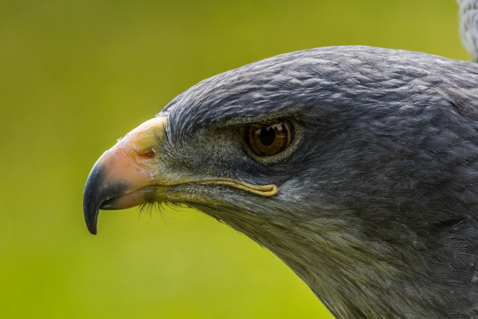 Steinadler