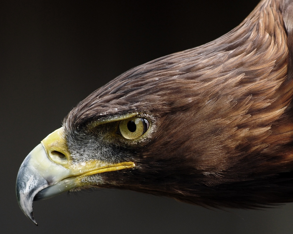 Steinadler