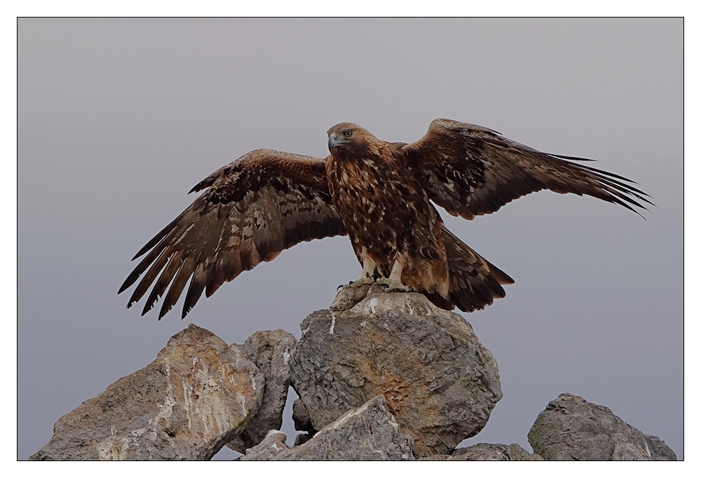 Steinadler