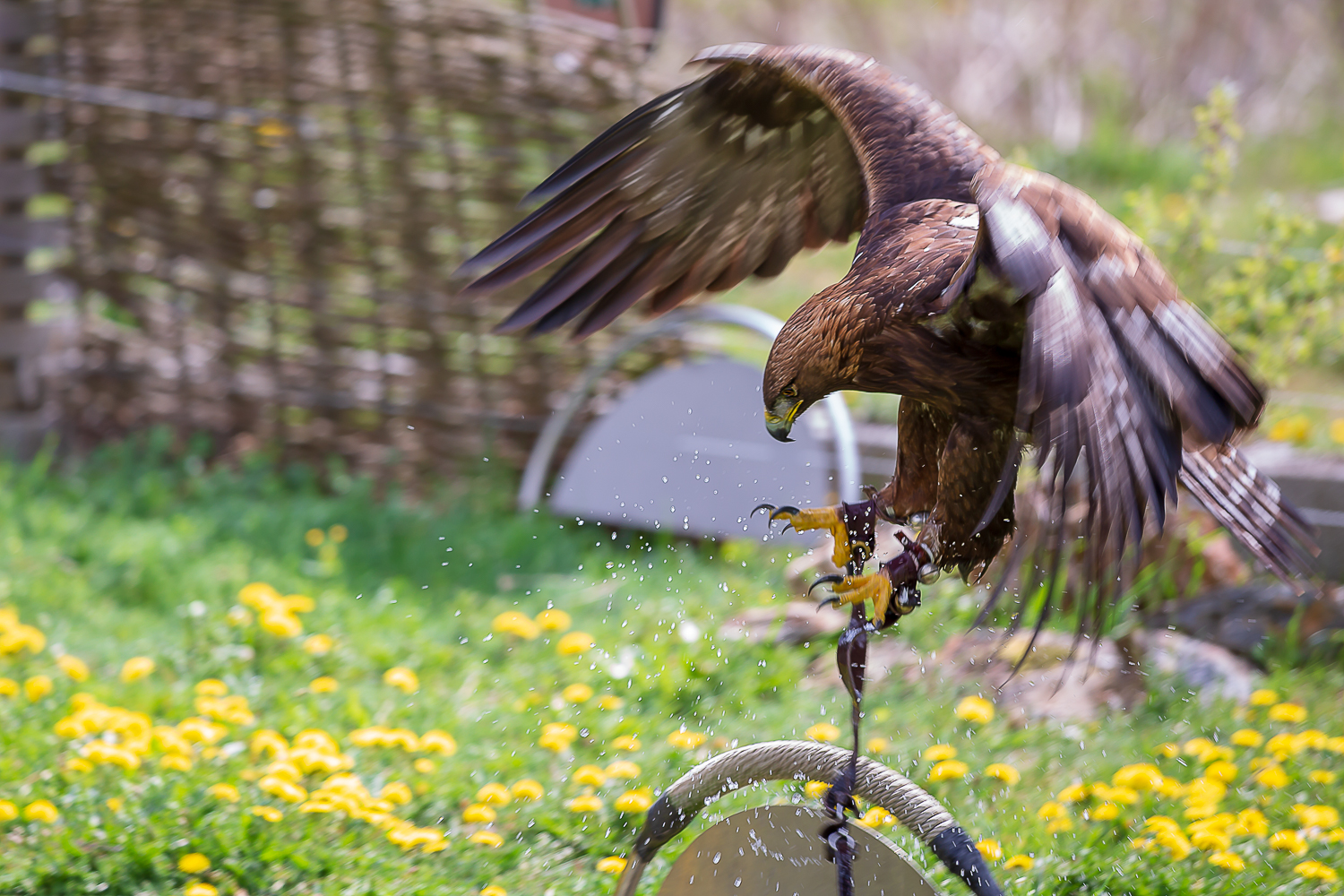 Steinadler