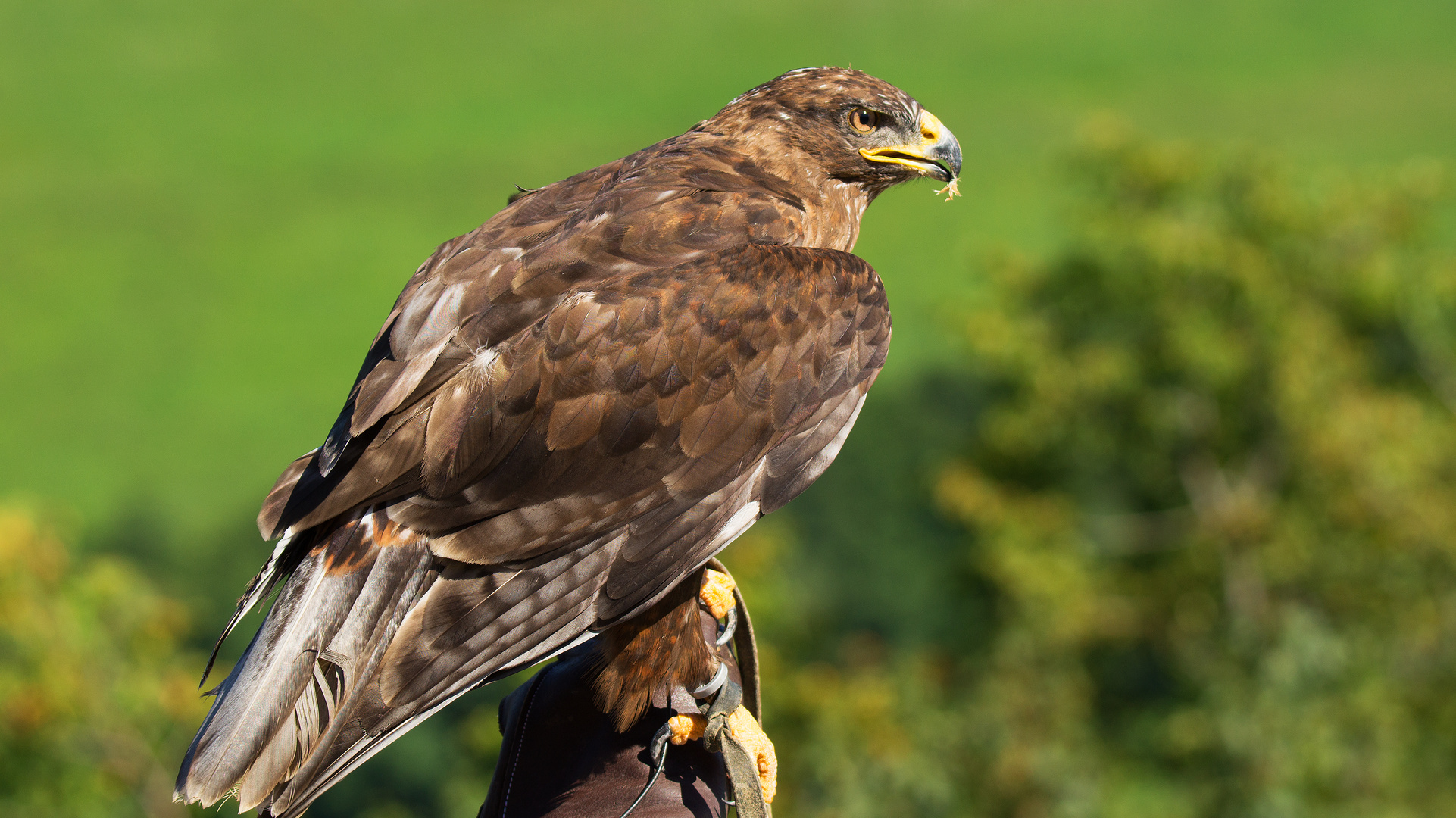 Steinadler