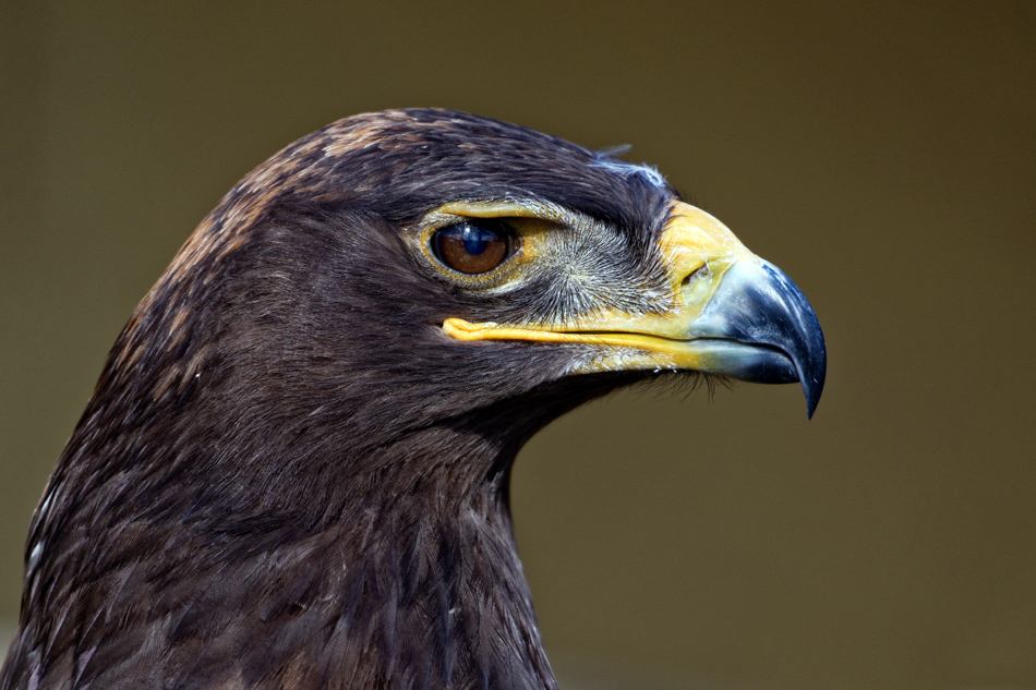 Steinadler