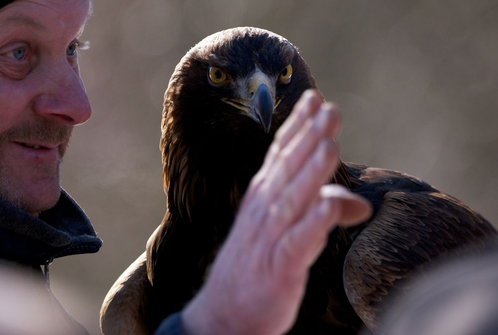 Steinadler, flieg da hinaus!